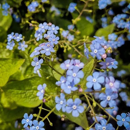 Apartman Vergissmeinnicht *