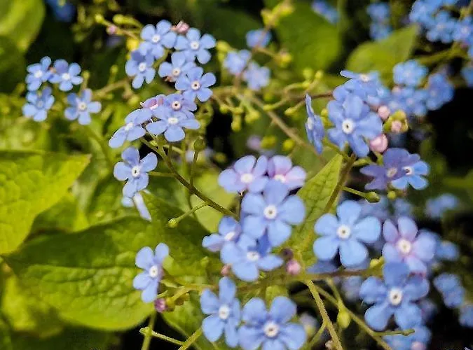 Apartman Vergissmeinnicht *